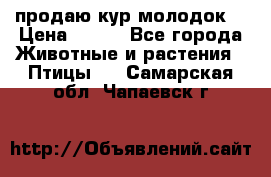 продаю кур молодок. › Цена ­ 320 - Все города Животные и растения » Птицы   . Самарская обл.,Чапаевск г.